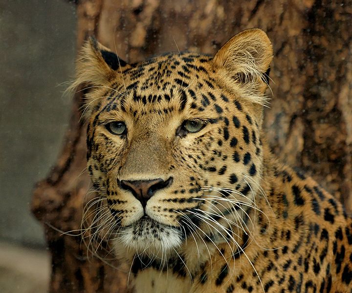 North China leopard (Panthera pardus japonensis), seen through the glass of its cage