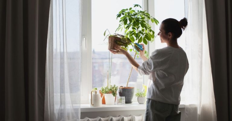 5 Misconceptions About Caring for Indoor Plants